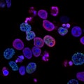 Horny Goat Weed