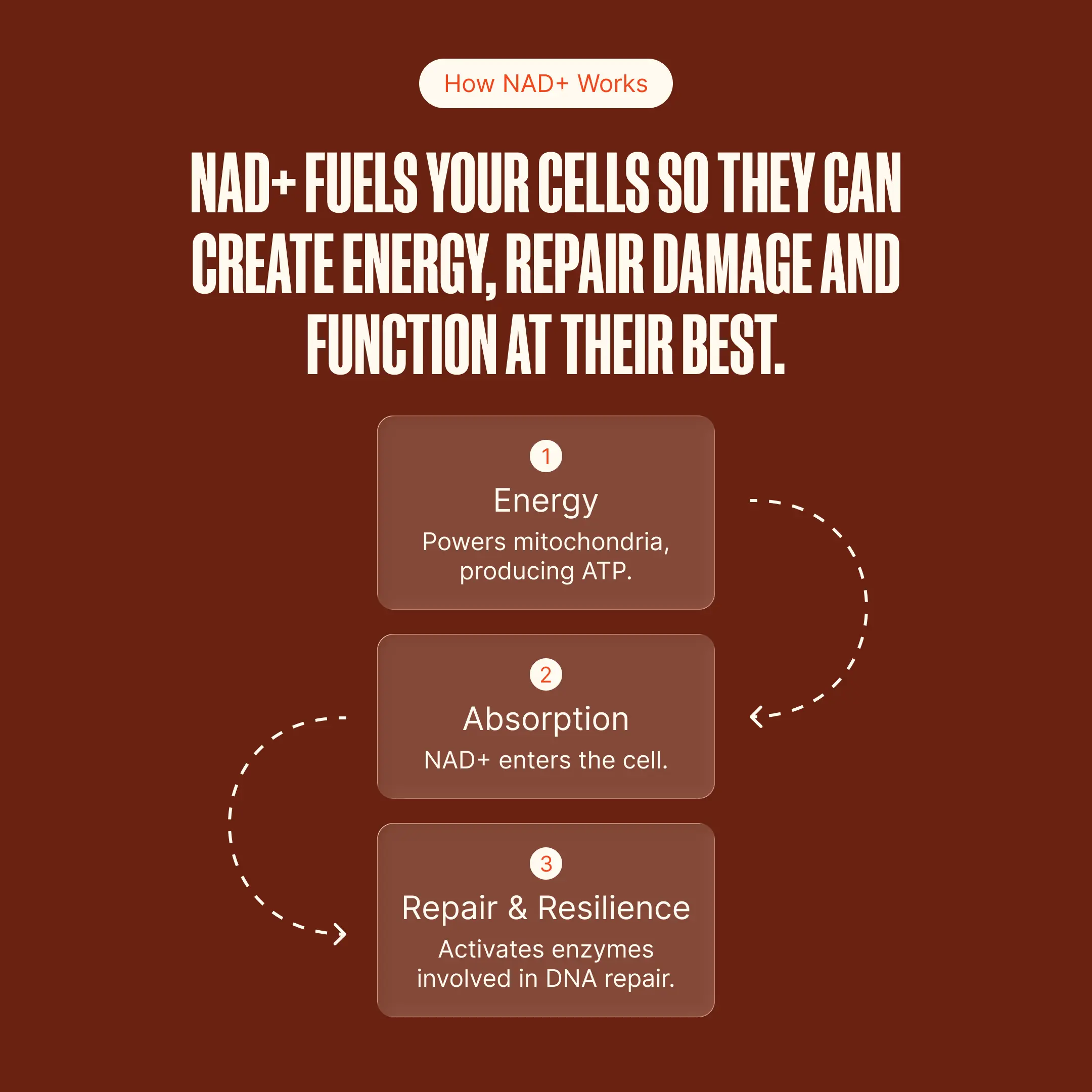 Taurus NAD+ How it Works